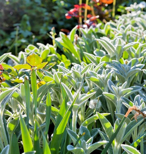 200x lamb ear seeds - 200x, lamb’s