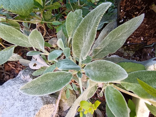 Stachys lamb ear - 3,