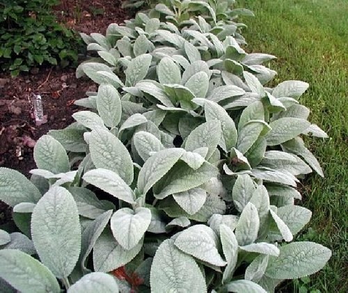 Lambs ears stachys - ears,
