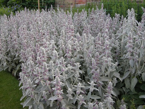 Lamb ears stachys - lamb's,