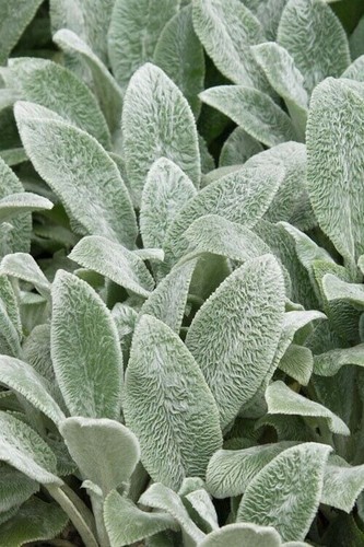 Plug plants stachys - stachys, /