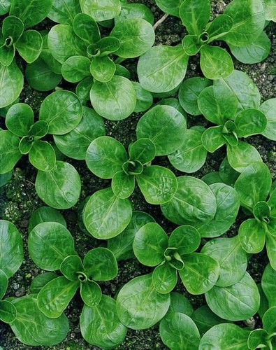 Corn salad lambs lettuce - corn, 🌱