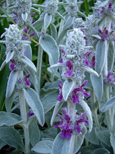 Stachys byzantine lambs ear x - stachys,