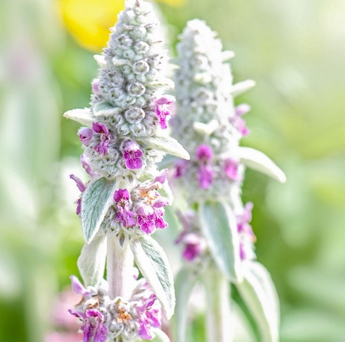 Lambs ear stachys byzantina - lambs, 3