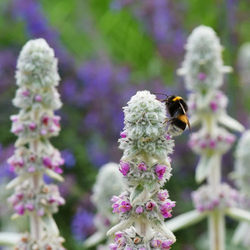 Stachys byzantina lamb s - stachys,