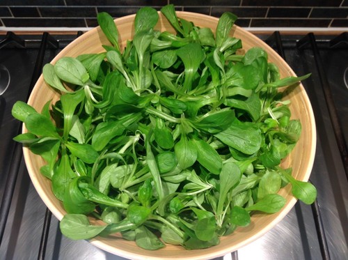 Lambs lettuce corn - -, salad
