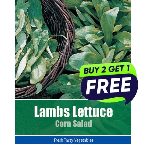 Lambs lettuce corn - lambs,