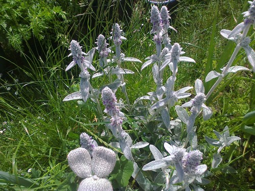 One lambs ear plant over - ear,