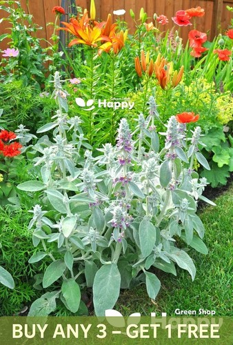 Lamb ear 150 - lamb's,