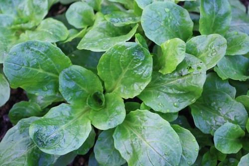Corn salad lambs lettuce - salad,