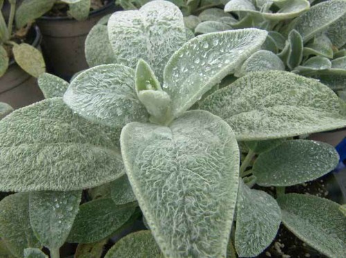 Stachys byzantina - byzantina, (lanata)