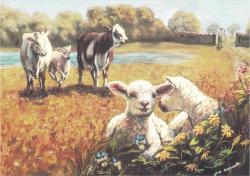 Lambs and cows - , large,