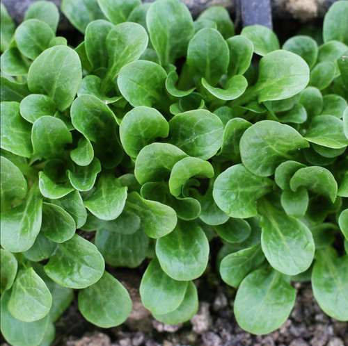 1500x lambs lettuce corn - 1500x,