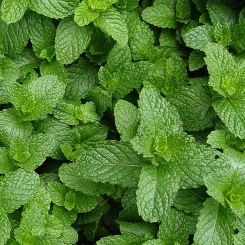 Mint english lamb plant - -,