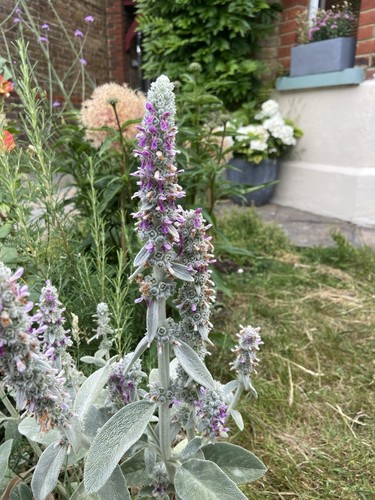 Lambs ear stachys byzantina - ear,