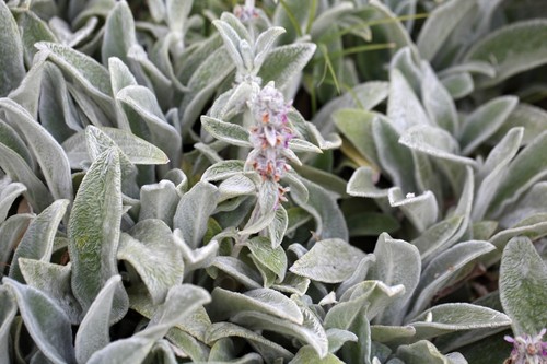 Lambs ear seeds - seeds, –