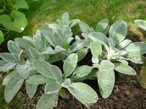 Lamb ears byzantina - lamb's,