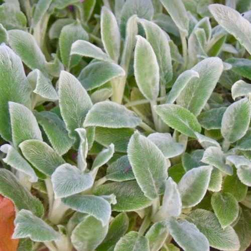 Lambs ear stachys - -,