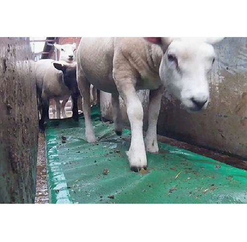 Sheep foam footbath 60l hoof - sheep,
