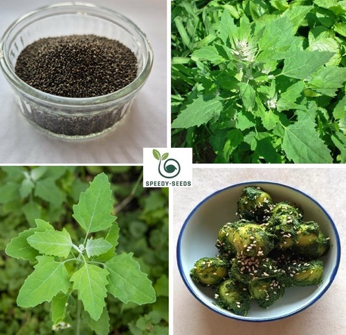 Bathua seeds lamb s - seeds, |