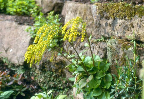 Umbilicus