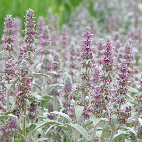 Lambs ears plant - plant, perennial