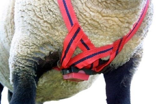 Mating mark delux ram harness - mark,
