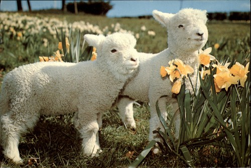 New zealand lambs - lambs, and