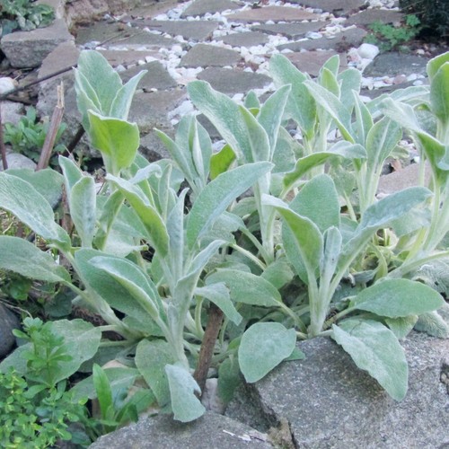 Stachys byzantina lambs ear - -,