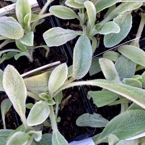 Lambs ear stachys lanata - stachys,