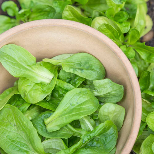 Lambs lettuce vision seeds - lambs, 'vision'