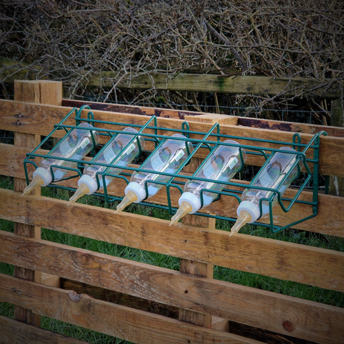 Lamb feeding bottle - lamb, holder